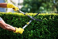 Trimmed hedhe is a happy hedge